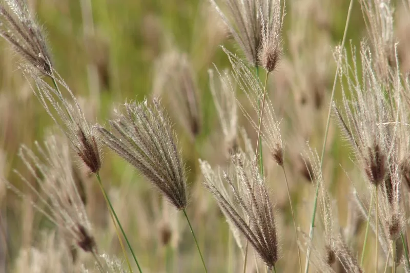 Flora of Serengeti National Park