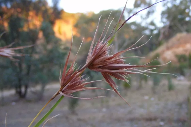 Red Oat Grass