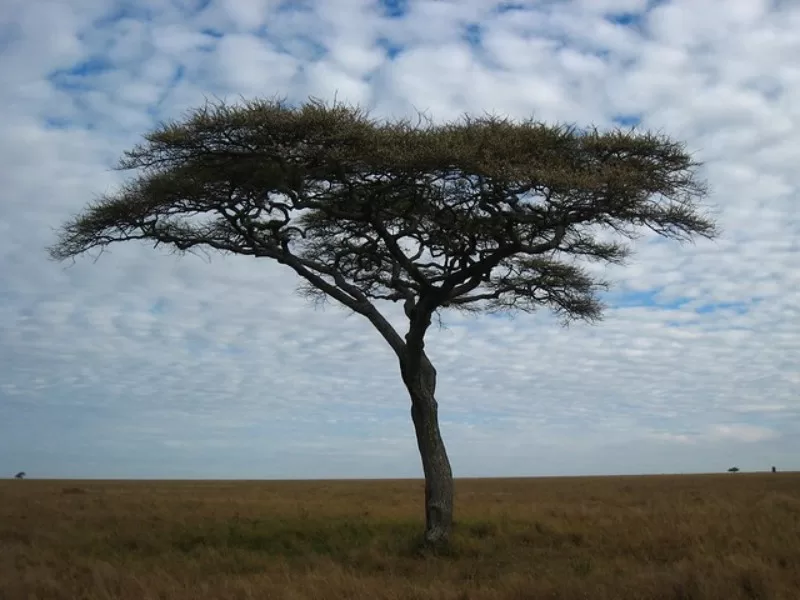 Umbrella Trees