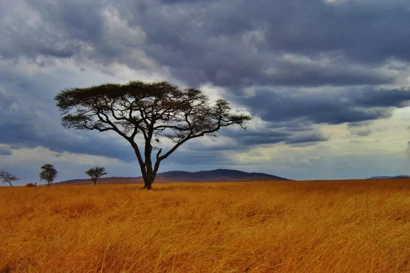 Acacia Tree