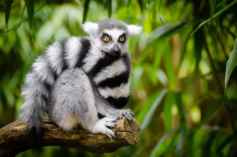 real-life lemur 