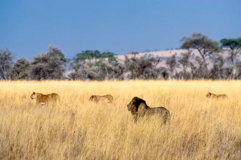 The iconic Big Cats of Serengeti&nbsp;