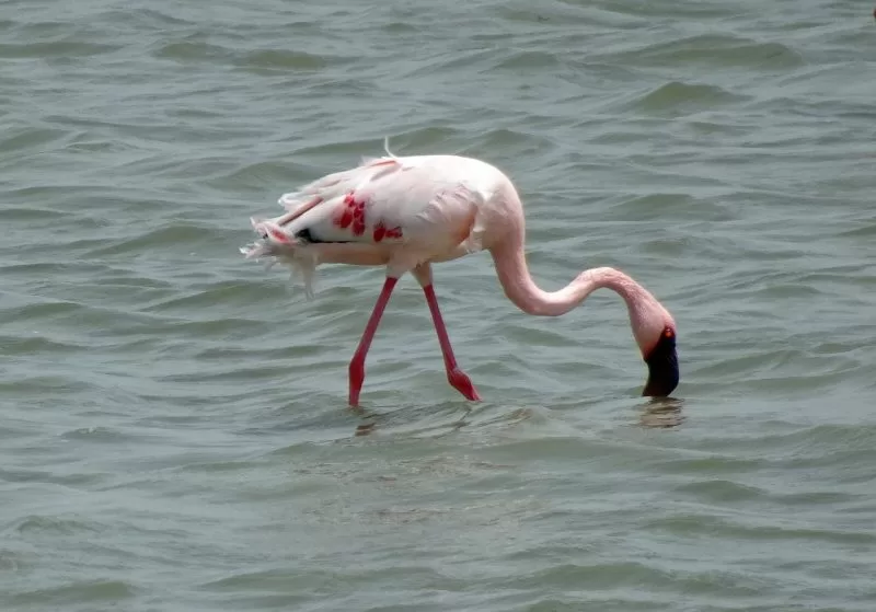 Flamingo in Lake Nakuru