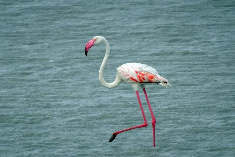 flamingos in Kenya