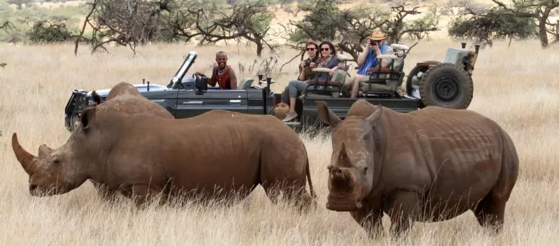 Tourists observing white rhinos in Lewa Conservancy
