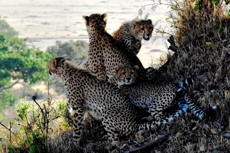 A group of Cheetahs huddled together