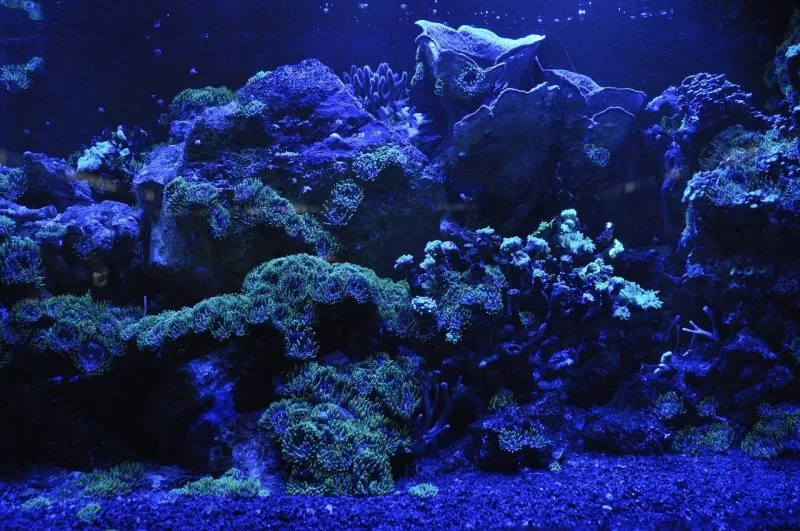 Kenyan Beaches Coral Formations