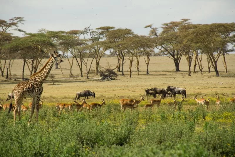 The camp and its stunning wildlife view