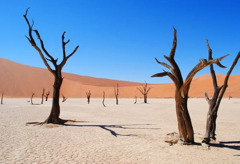 The camel thorn trees in Deadvlei