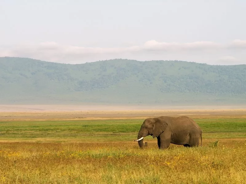 An elephant in a Tanzanian reserve