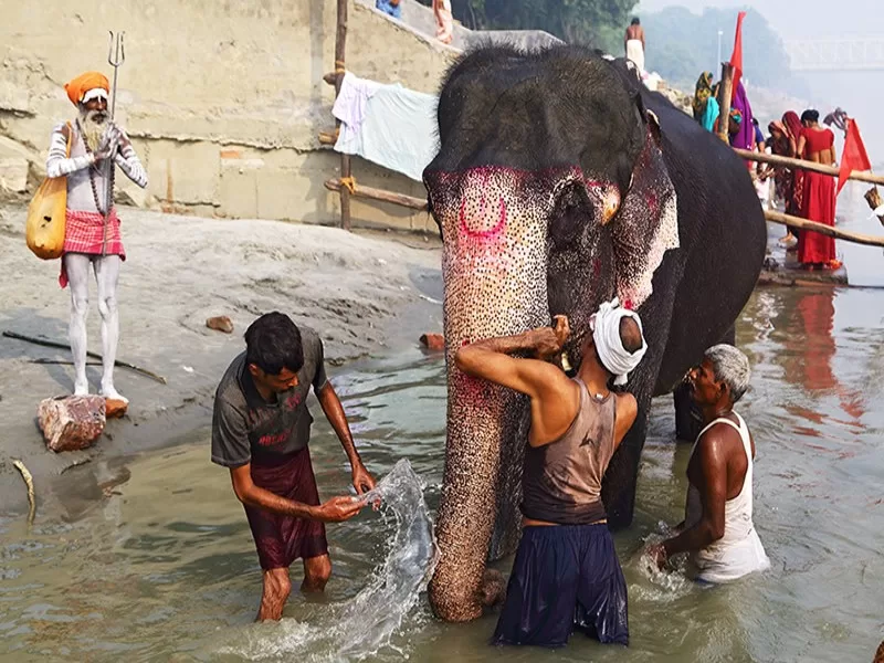 People performing the sacred ritual of bathing an elephant in the River Ganges