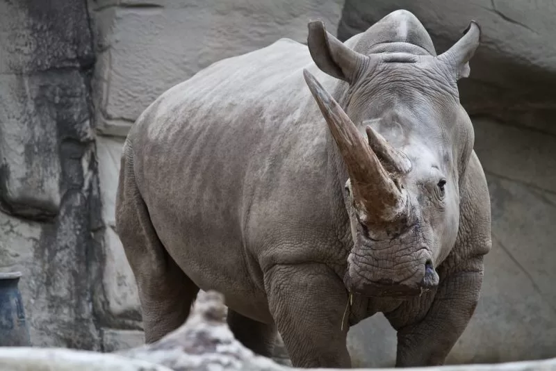 Rhino horns are popular in the Middle East and Chinese markets