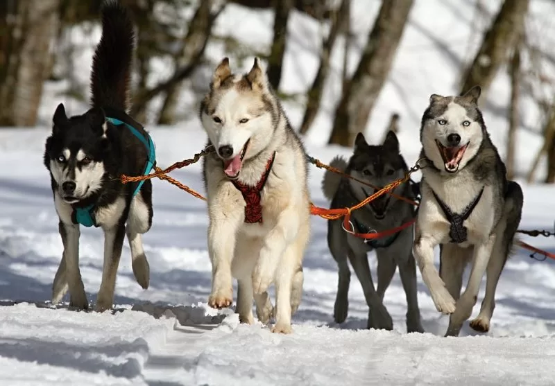 Huskies running in the Lappish snow