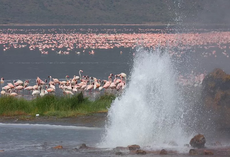 flamingos in lake nakuru kenya