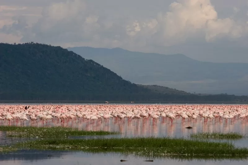 A beautiful sight of flamingos near Lake Nakuru