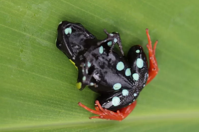 Mantella Baroni