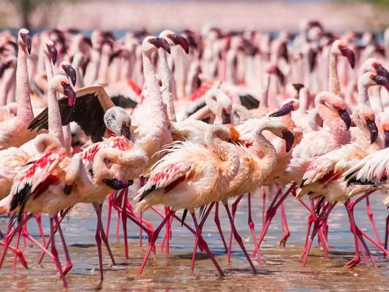 Flamingos in Lake Nakuru National Park Kenya