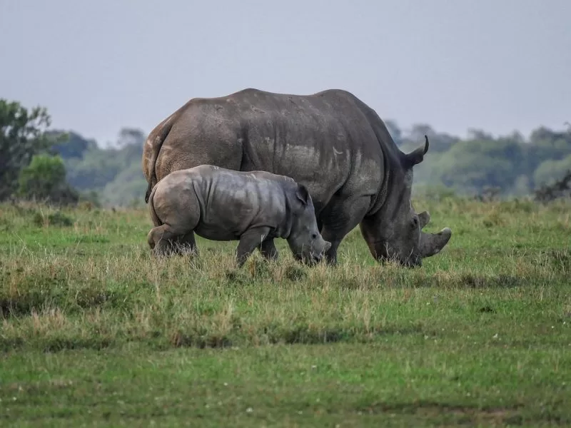 A rhino with a calve