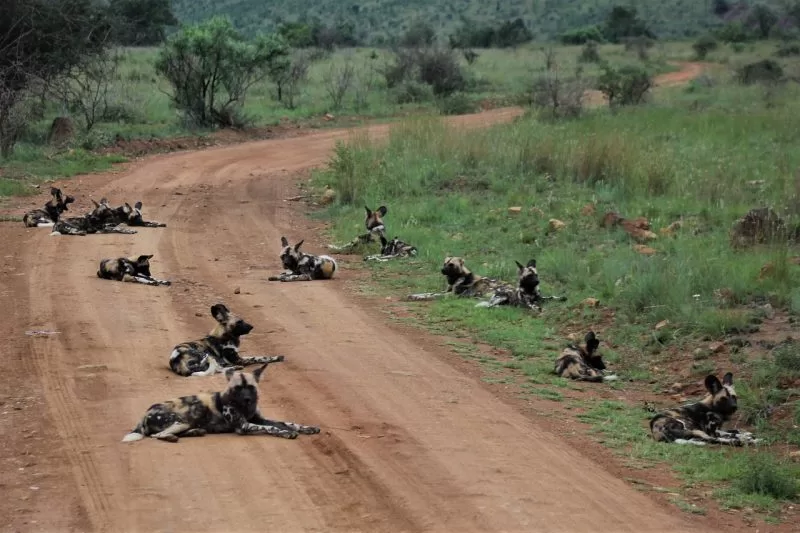 Dog live in packs
