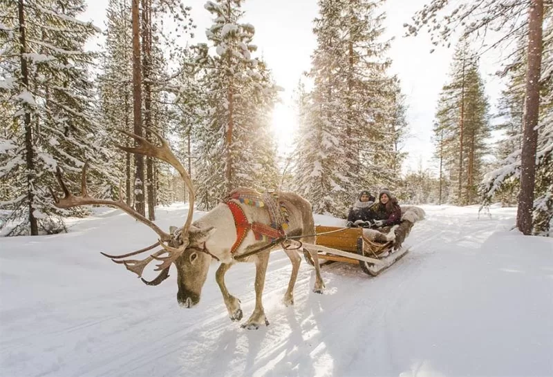 reindeer sleigh in laplands