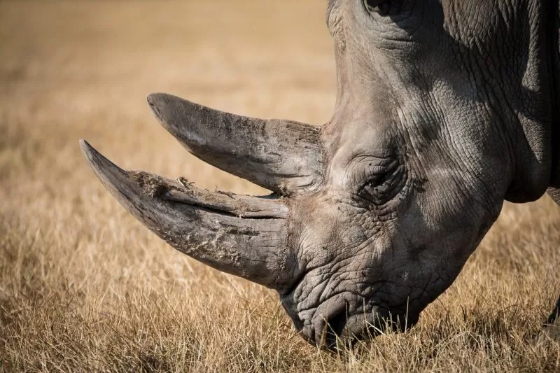 A rhino grazing in a field