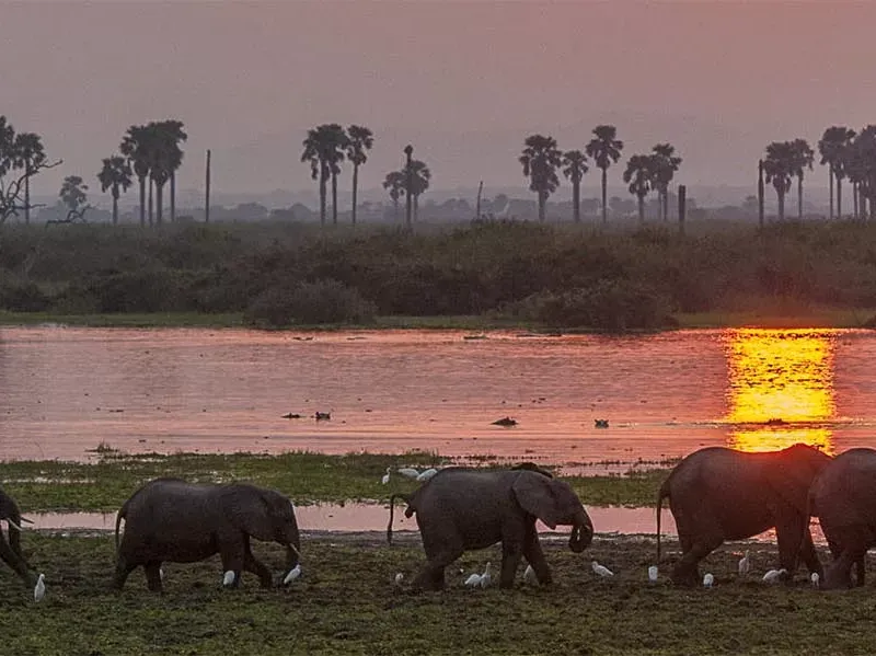 Safaris in Selous National Park