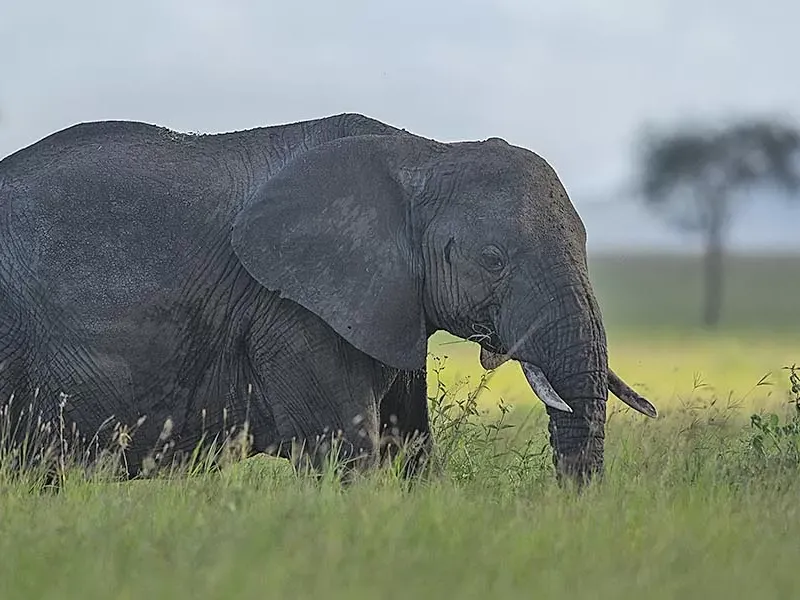Flora of Serengeti National Park