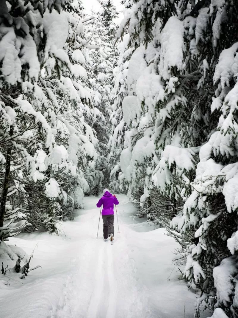 Skiing in Lapland's forests