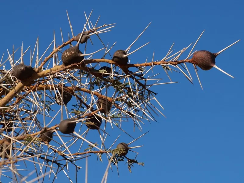 Whistling Thorn