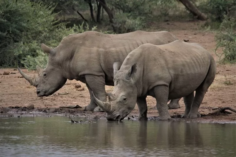 Rhinos driving water in a reserve