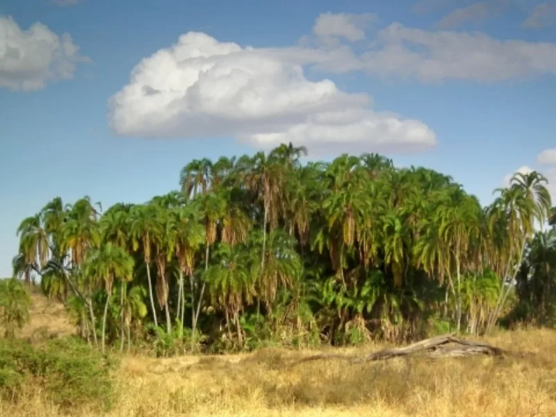 Wild Date Palm
