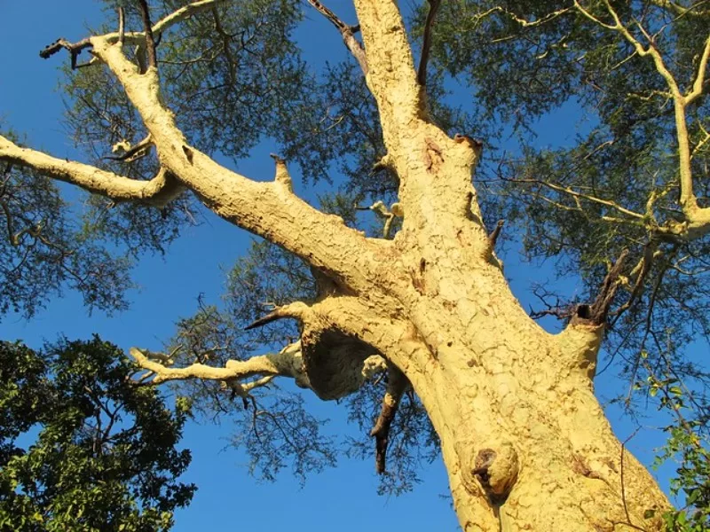Yellow Fever-Tree
