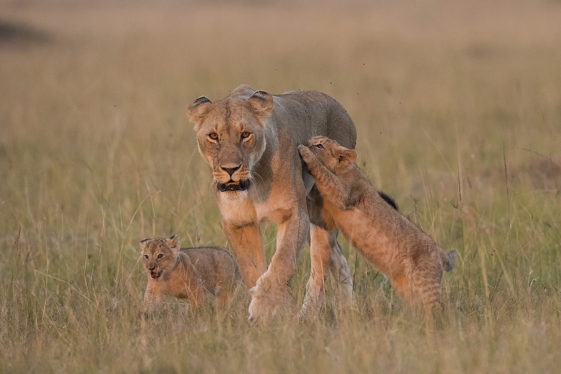 A heartwarming moment captured in the wild – a lioness and her playful cub, embodying the beauty of maternal care and the wild wonders of the animal kingdom. 