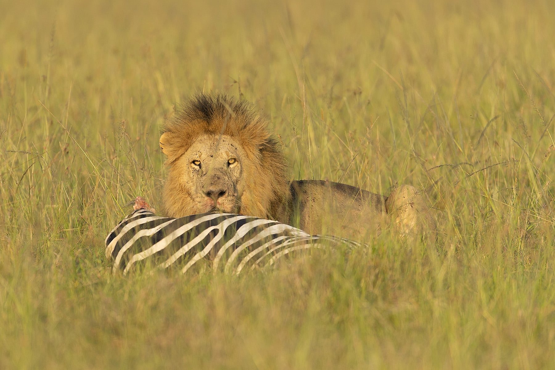 A powerful lion devouring its prey in a striking display of the circle of life, showcasing the raw and primal nature of the animal kingdom