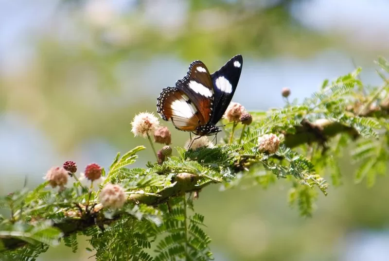 A Milkweed butterfly helps pollinate flowers in the Mara, Seasons of masai mara