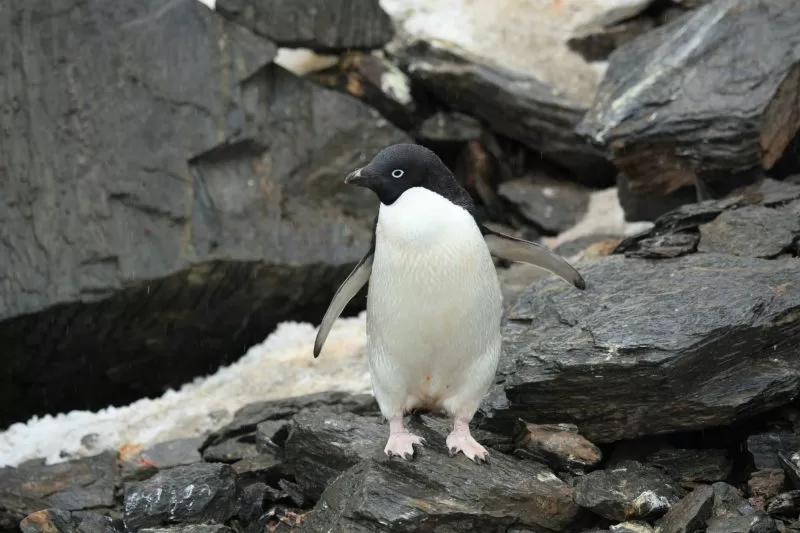 An Adelie penguin standing on a rock