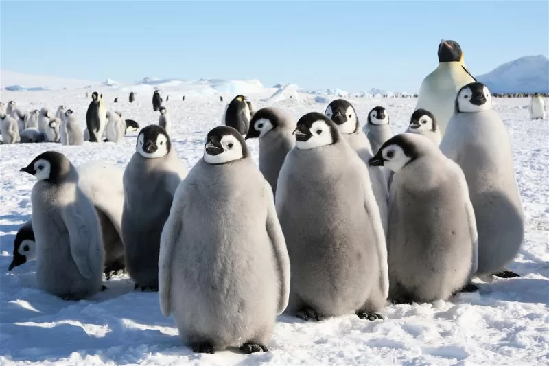The penguins of Antarctica