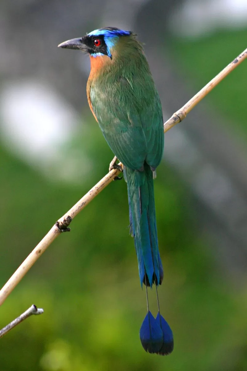 A captivating snapshot of the famous Blue-crowned Motmot, one of Costa Rica's renowned birds