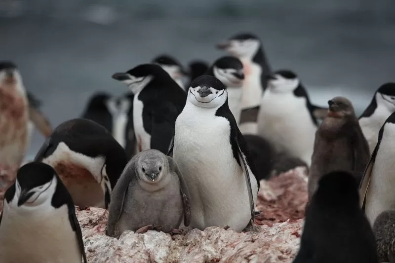 A Chinstrap penguin colony