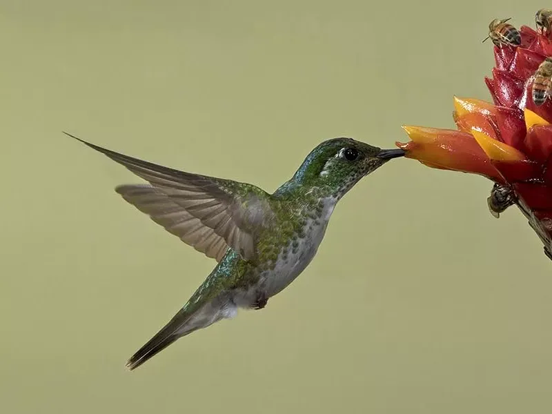 Famous birds of Costa Rica