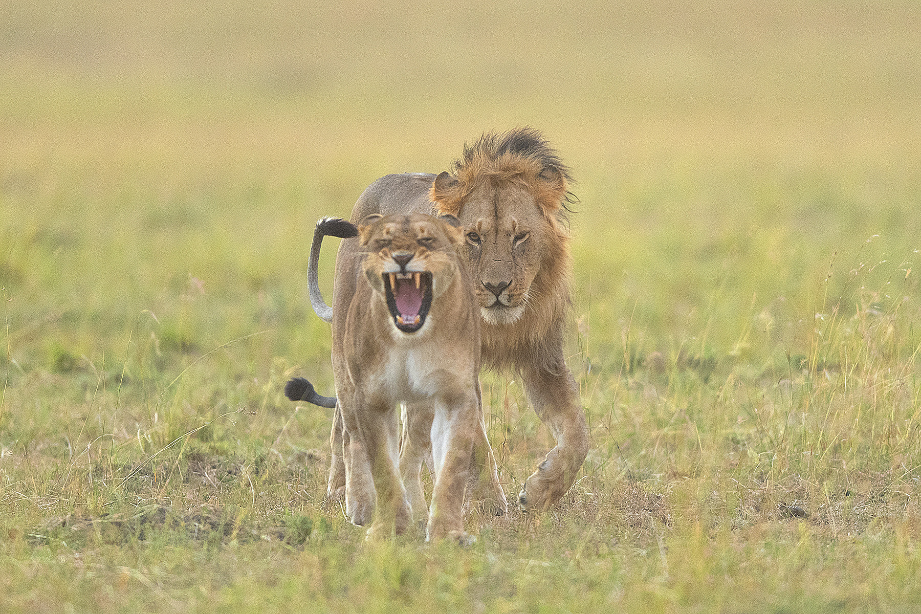 Majestic lioness roars as a regal lion stands in the background