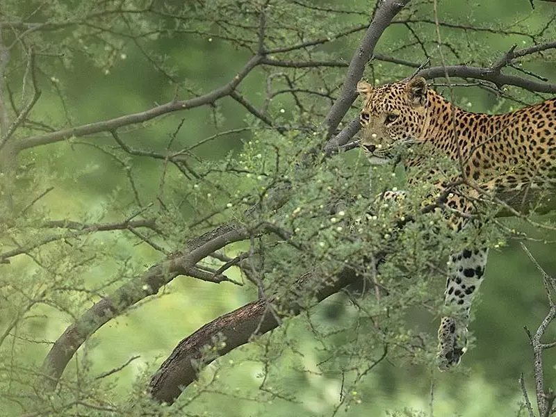 All about leopards