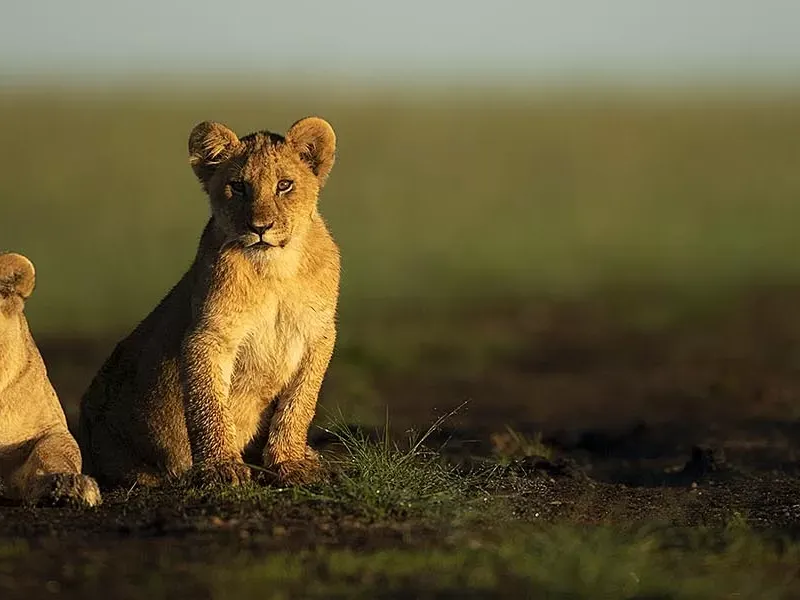 Amazing facts about lions