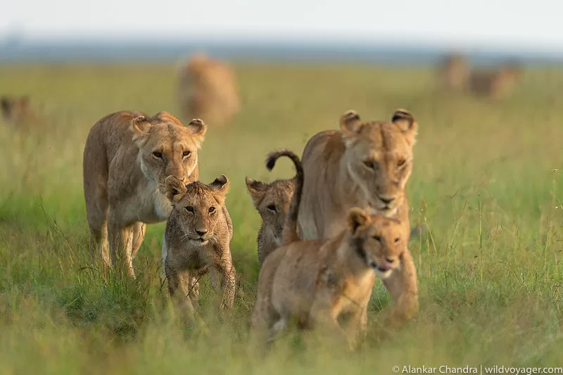 An impressive pride of lions, showcasing the amazing unity within. Explore incredible facts about lions, as these majestic creatures redefine the meaning of strength and courage in the wild.