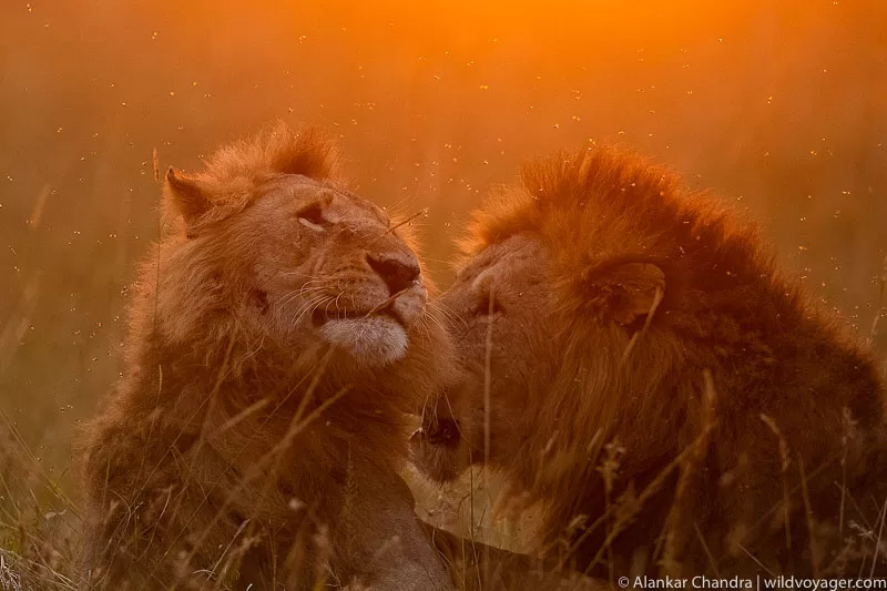 Two male lions share a bonding moment, revealing the amazing social dynamics of these powerful creatures in the wild.