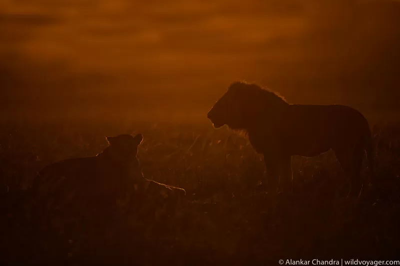 These regal creatures, bathed in the warm glow of the setting sun, showcase the amazing bond between them