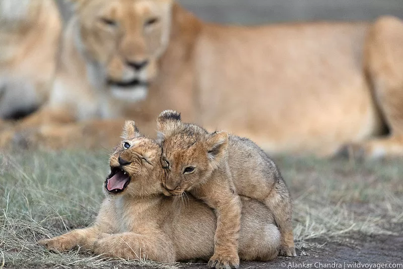 Adorable lion cubs playfully frolic in the grass, showcasing their boundless energy and sibling camaraderie.