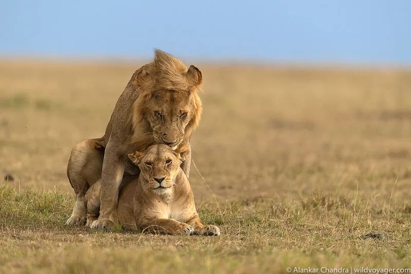 Captivating image of lions mating, a natural spectacle in the wild. Witnessing this powerful display of nature emphasizes the amazing facts about lions, showcasing their unique behaviors and contributing to the fascinating narrative of these majestic creatures.