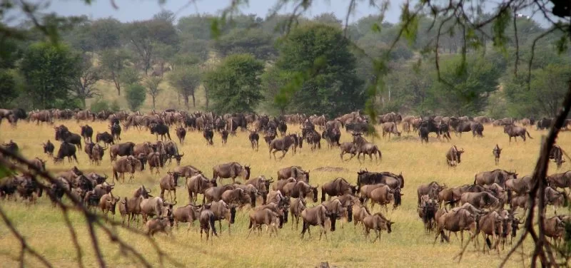 The magnificent wildebeest migration, Seasons of masai mara