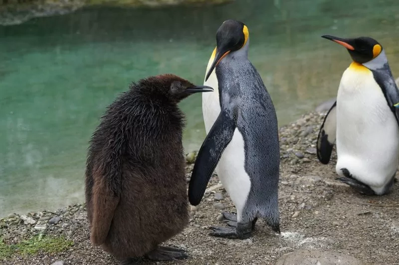 A King penguin with its chick